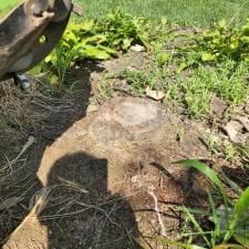 Stump Grinding Fort Wayne 2