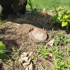 Stump Grinding Fort Wayne 3