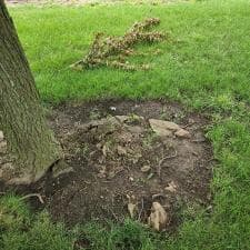 Stump Grinding in Monroeville, IN 2