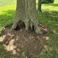 Stump Grinding in Monroeville, IN 6