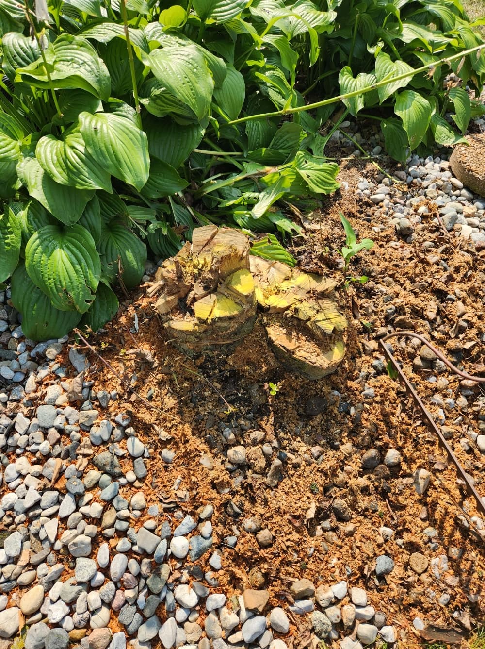 Stump Grinding in New Haven, Indiana