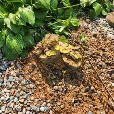 stump-grinding-new-haven-indiana 0