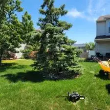 Tree and Stump Removal 3