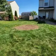 Tree and Stump Removal 7