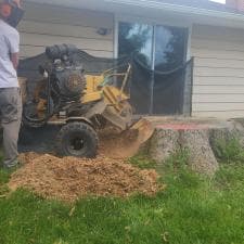 A-Successful-Stump-Grinding-Project-in-Fort-Wayne-IN 3