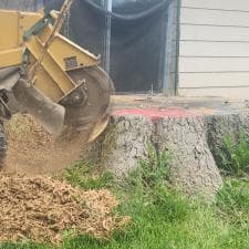 A-Successful-Stump-Grinding-Project-in-Fort-Wayne-IN 4