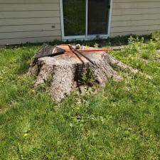 A-Successful-Stump-Grinding-Project-in-Fort-Wayne-IN 5