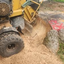 A-Successful-Stump-Grinding-Project-in-Fort-Wayne-IN 14