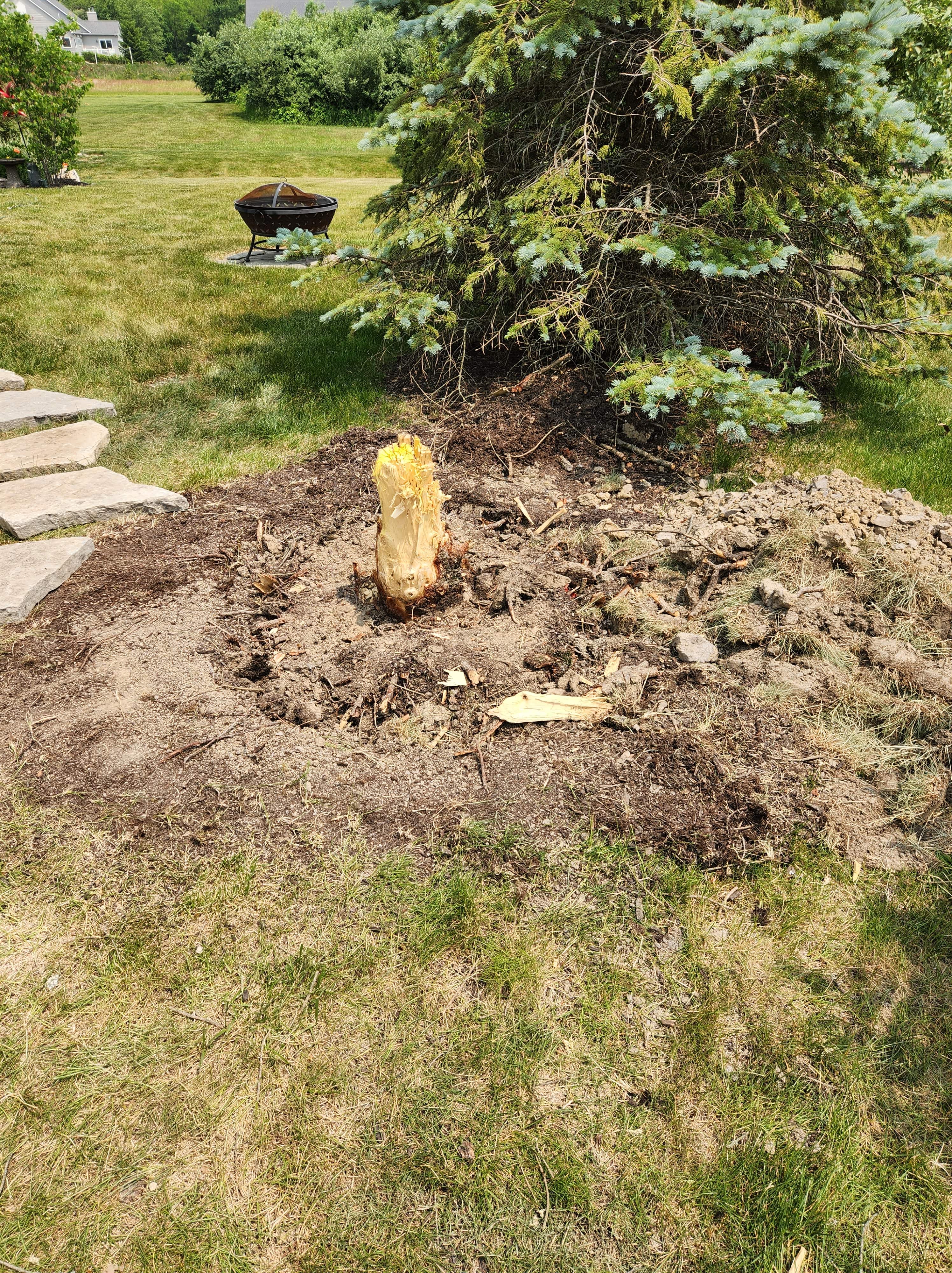 Expert Surface Cleaning and Stump Grinding in Fort Wayne, IN