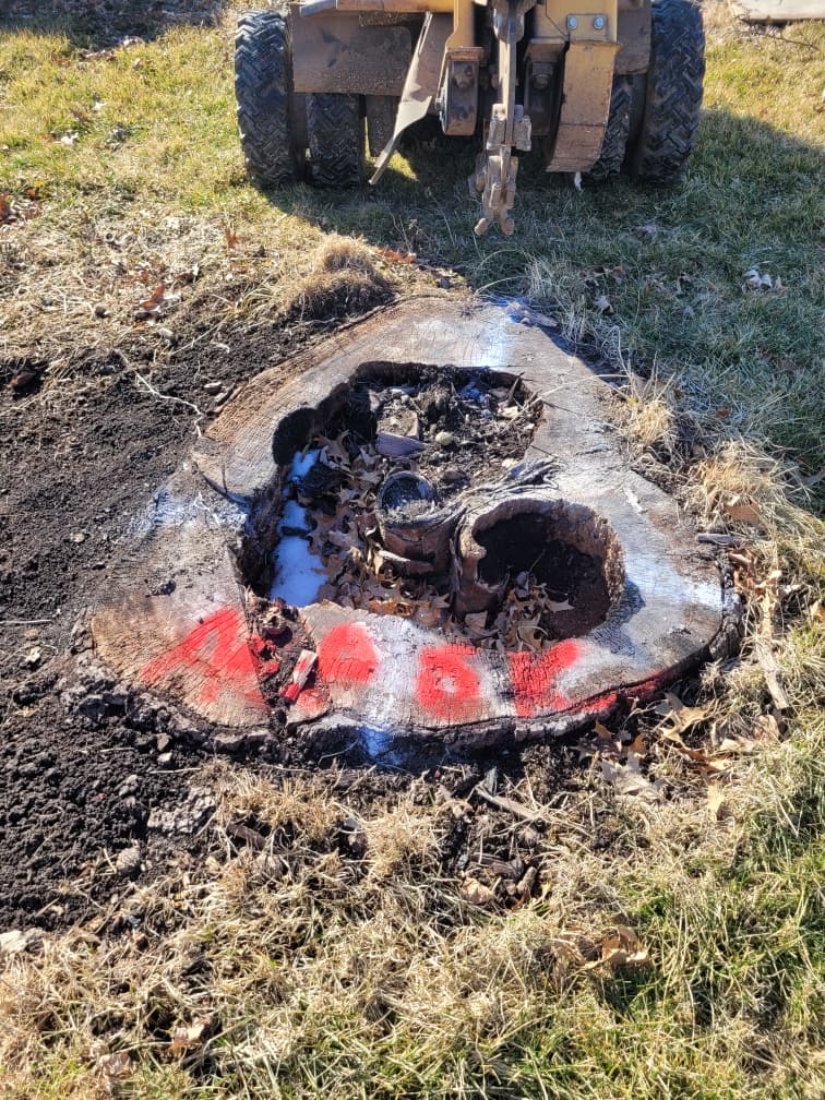 High Quality Stump Grinding in Hoagland, IN