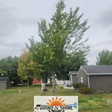 Professional-Tree-Removal-Stump-Grinding-Services-in-Monroeville-IN-Complete-Cleanup-for-Dan 0