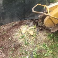 Stump-Grinding-Magic-in-Fort-Wayne 1