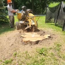 Stump-Grinding-Transformation-in-New-Haven-Indiana 1