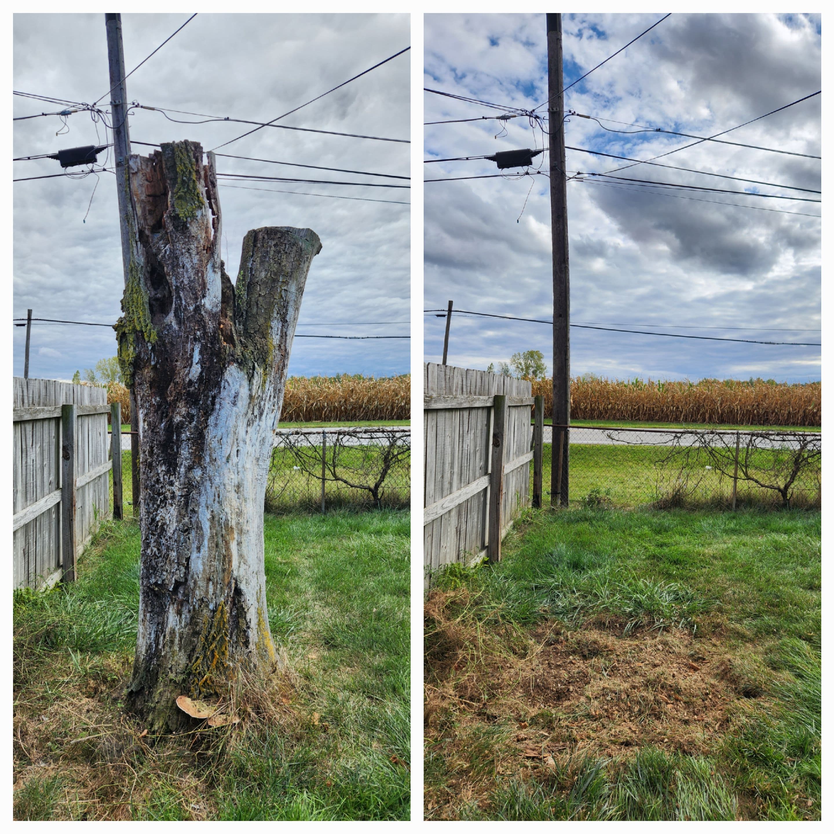 Top Quality Stump Grinding in New Haven, Indiana 